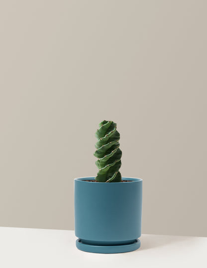 Spiral Cactus