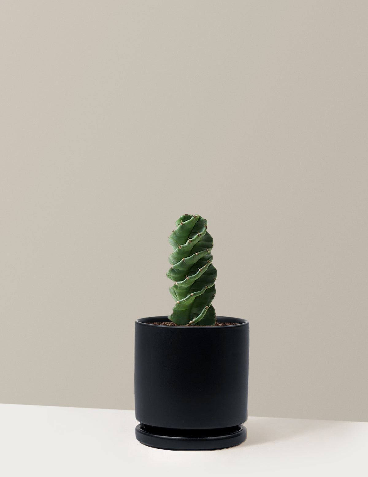 Spiral Cactus