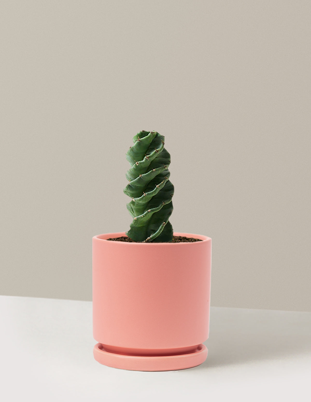 Spiral Cactus
