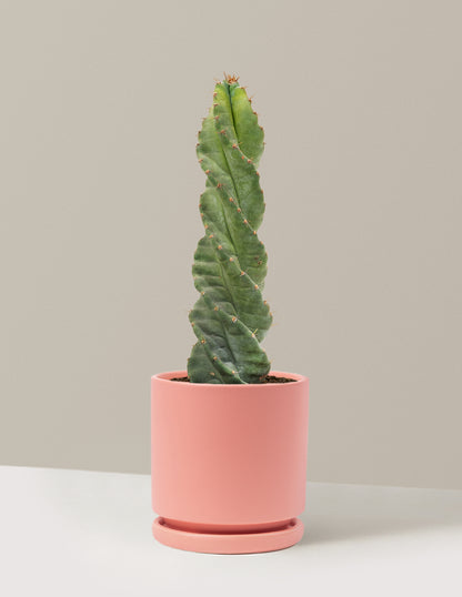 Spiral Cactus