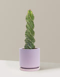 Spiral Cactus