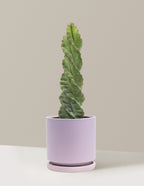 Spiral Cactus