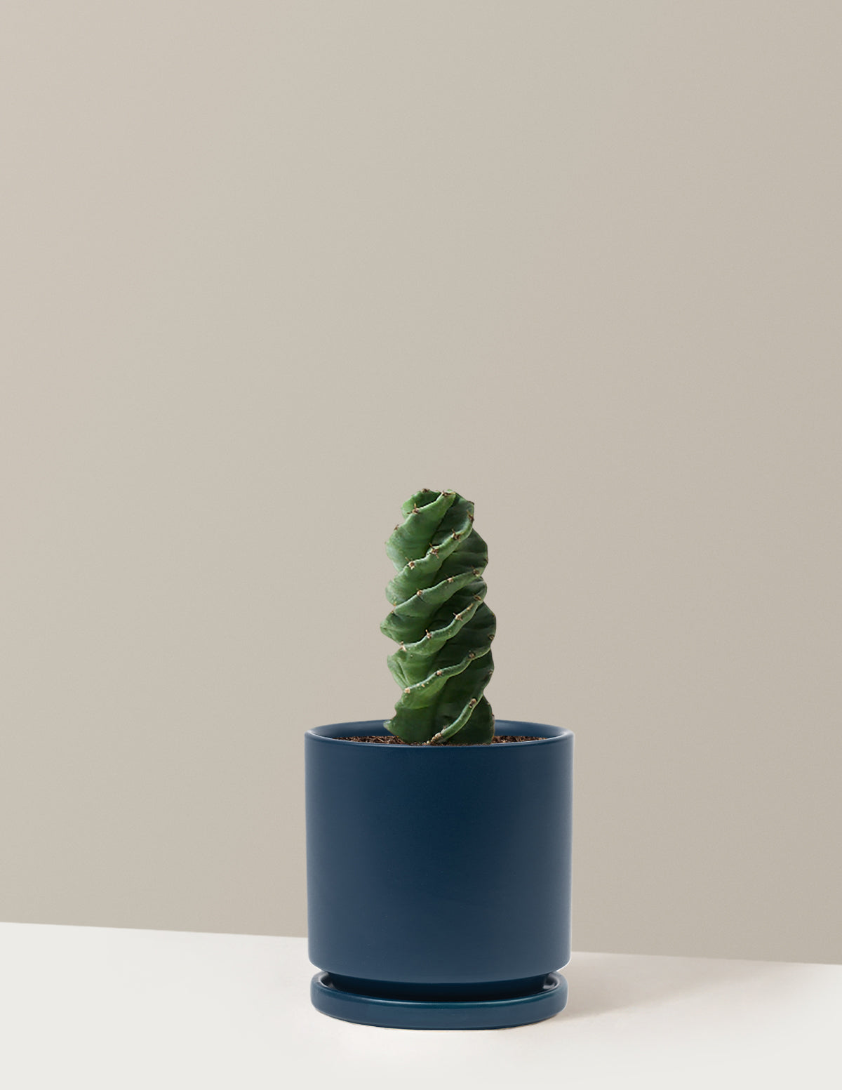 Spiral Cactus