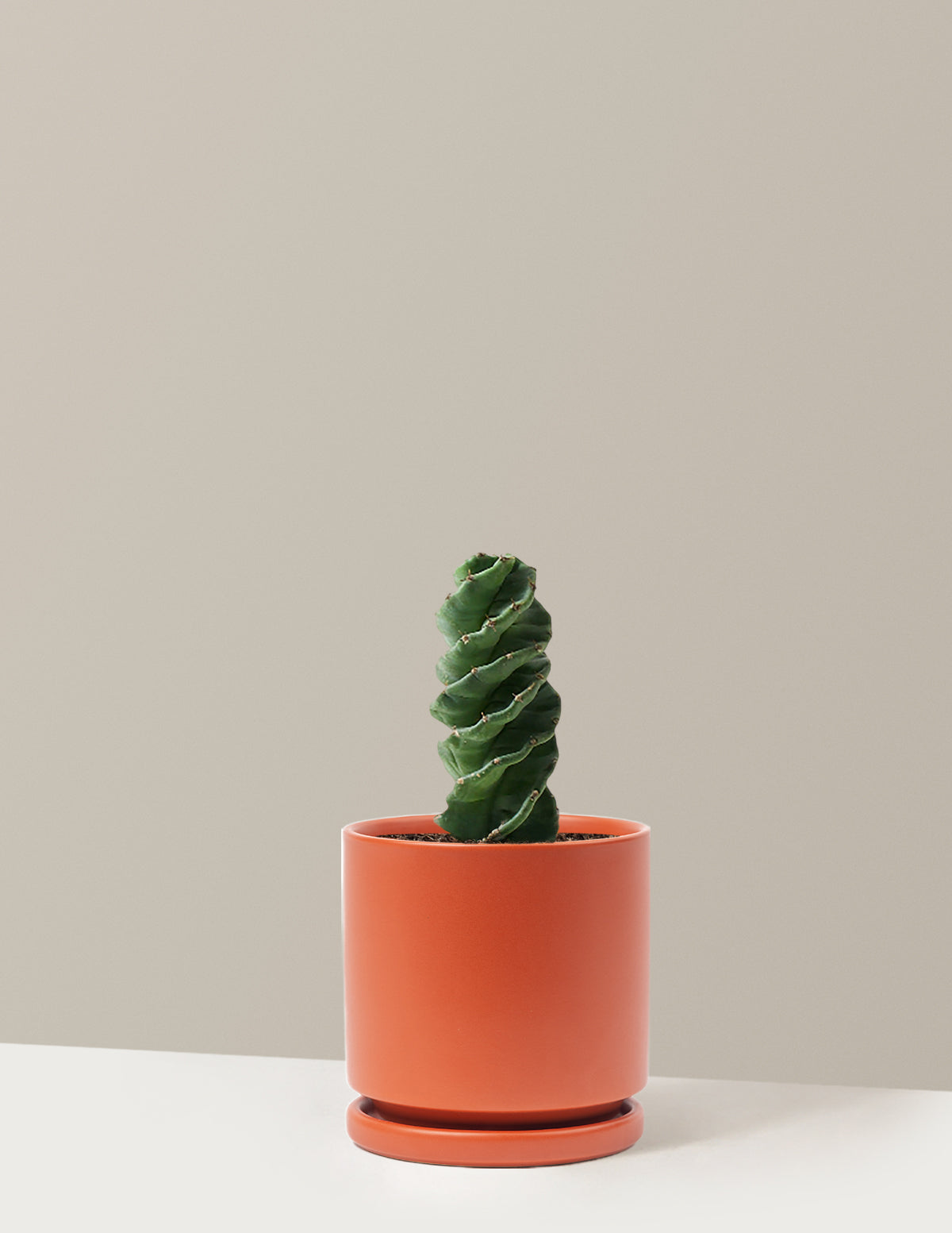 Spiral Cactus