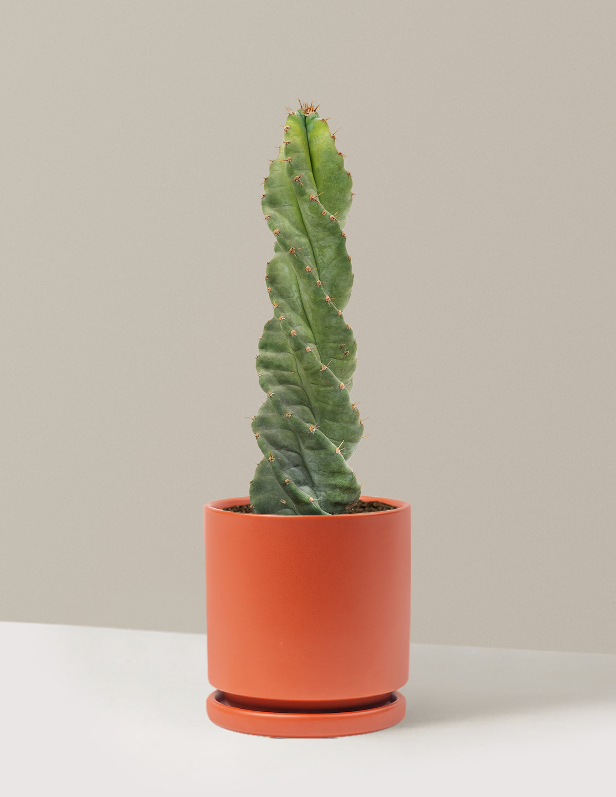 Spiral Cactus