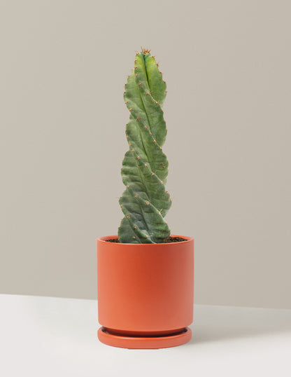 Spiral Cactus
