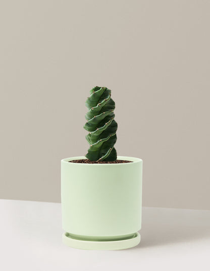 Spiral Cactus