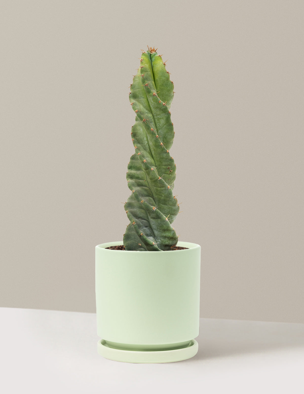 Spiral Cactus