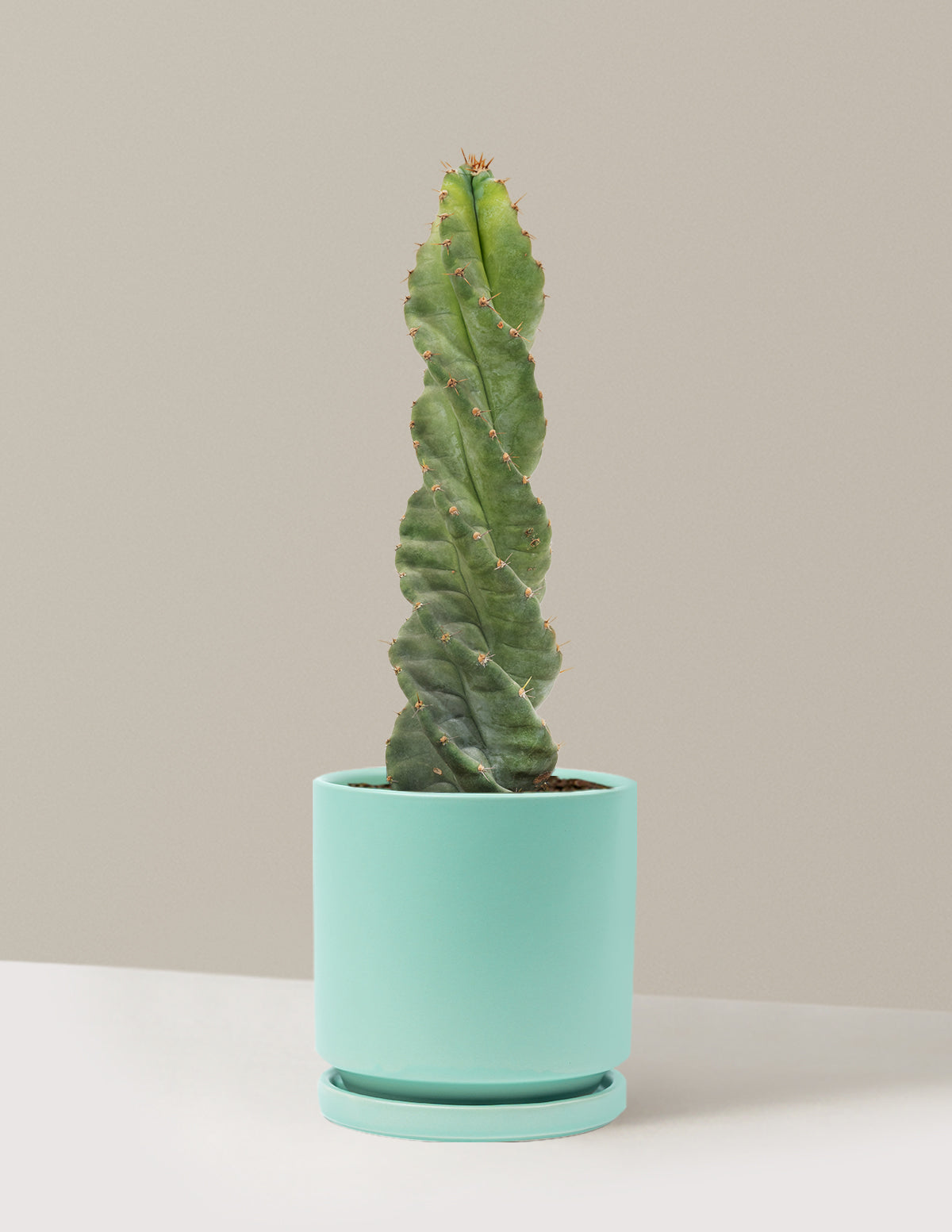 Spiral Cactus