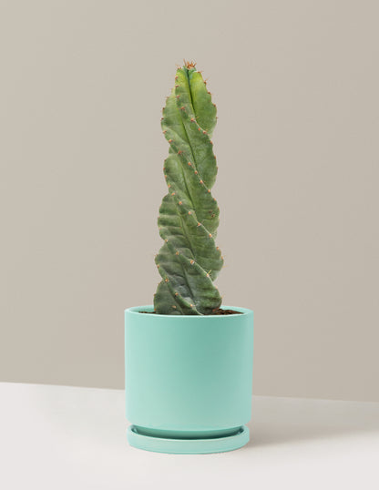 Spiral Cactus