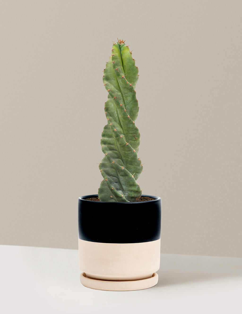 Spiral Cactus