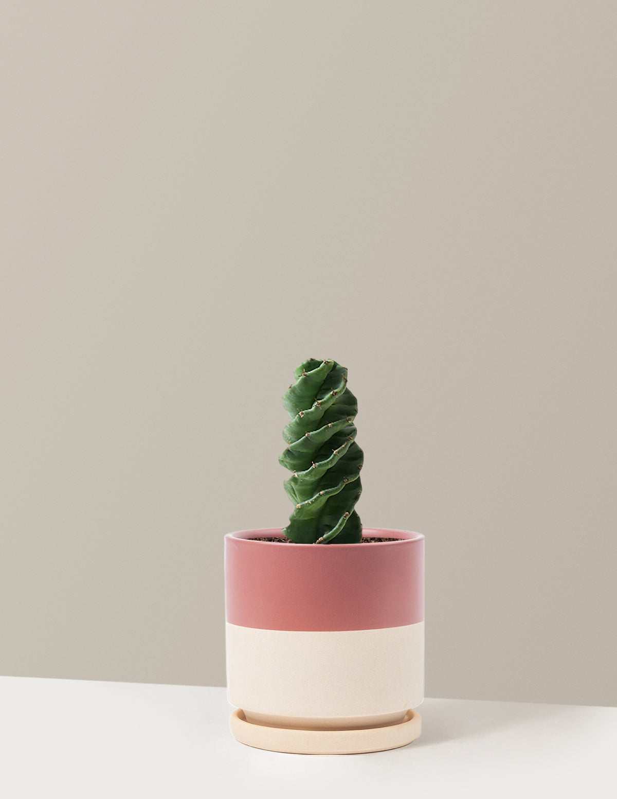 Spiral Cactus