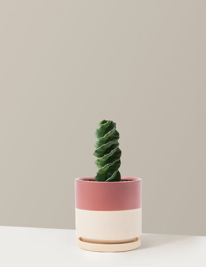 Spiral Cactus