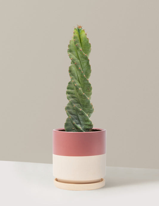 Spiral Cactus
