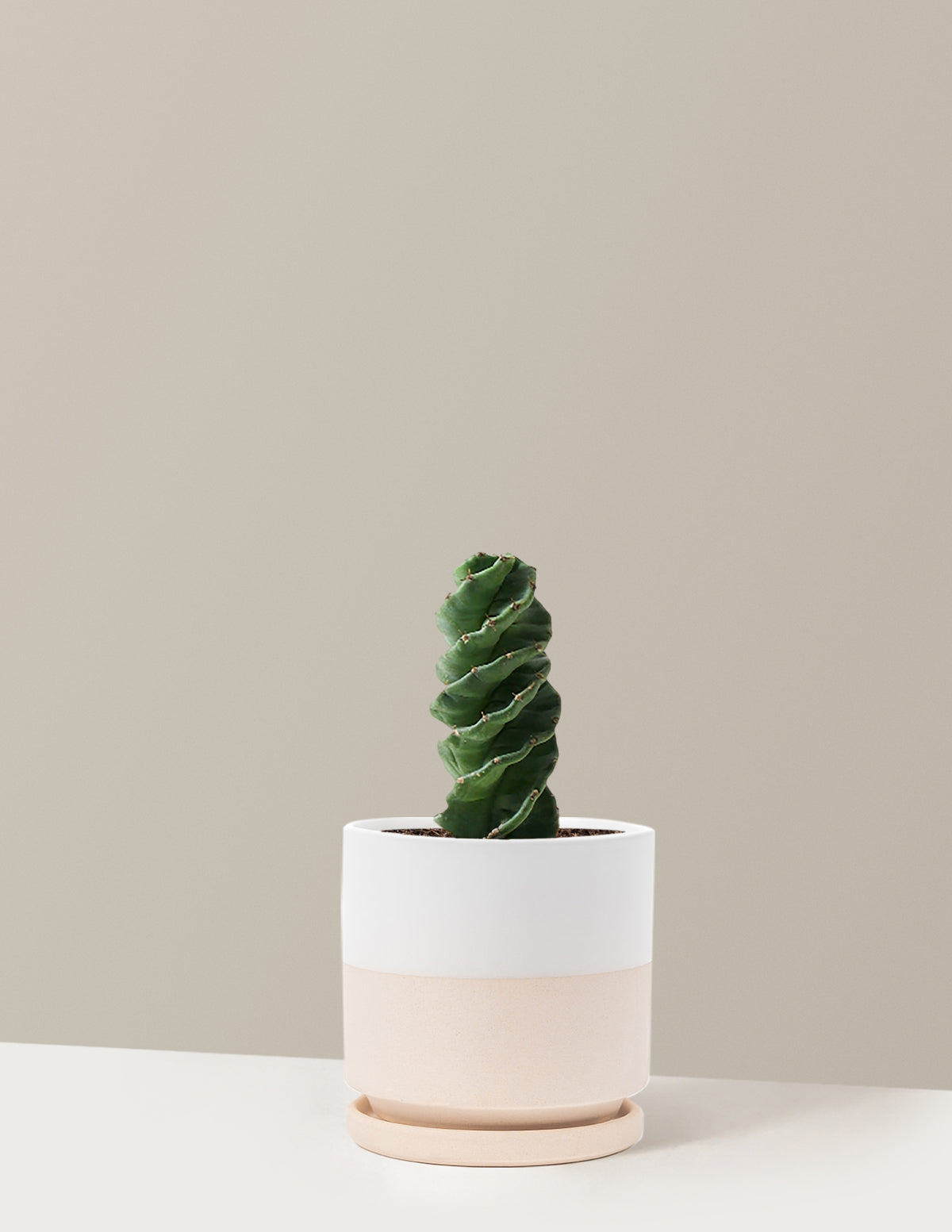 Spiral Cactus