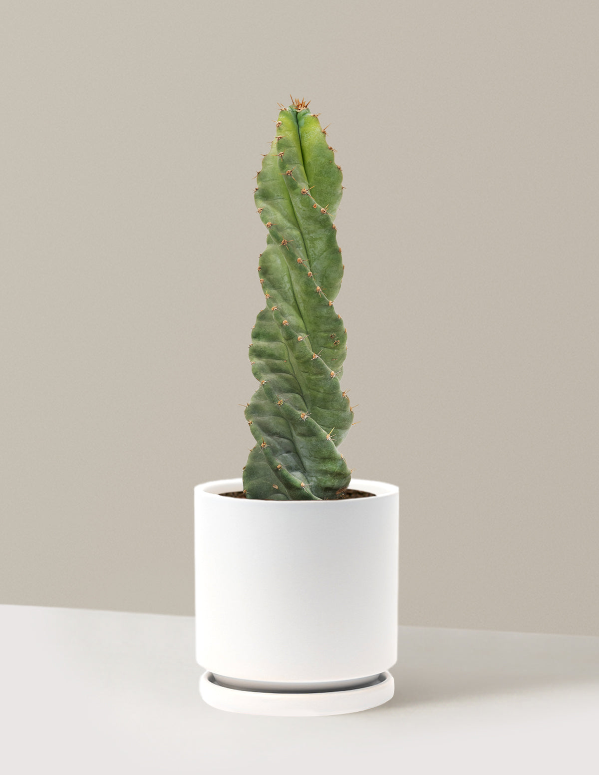 Spiral Cactus