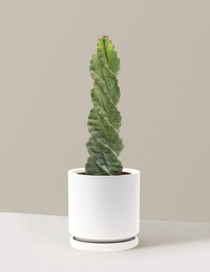 Spiral Cactus