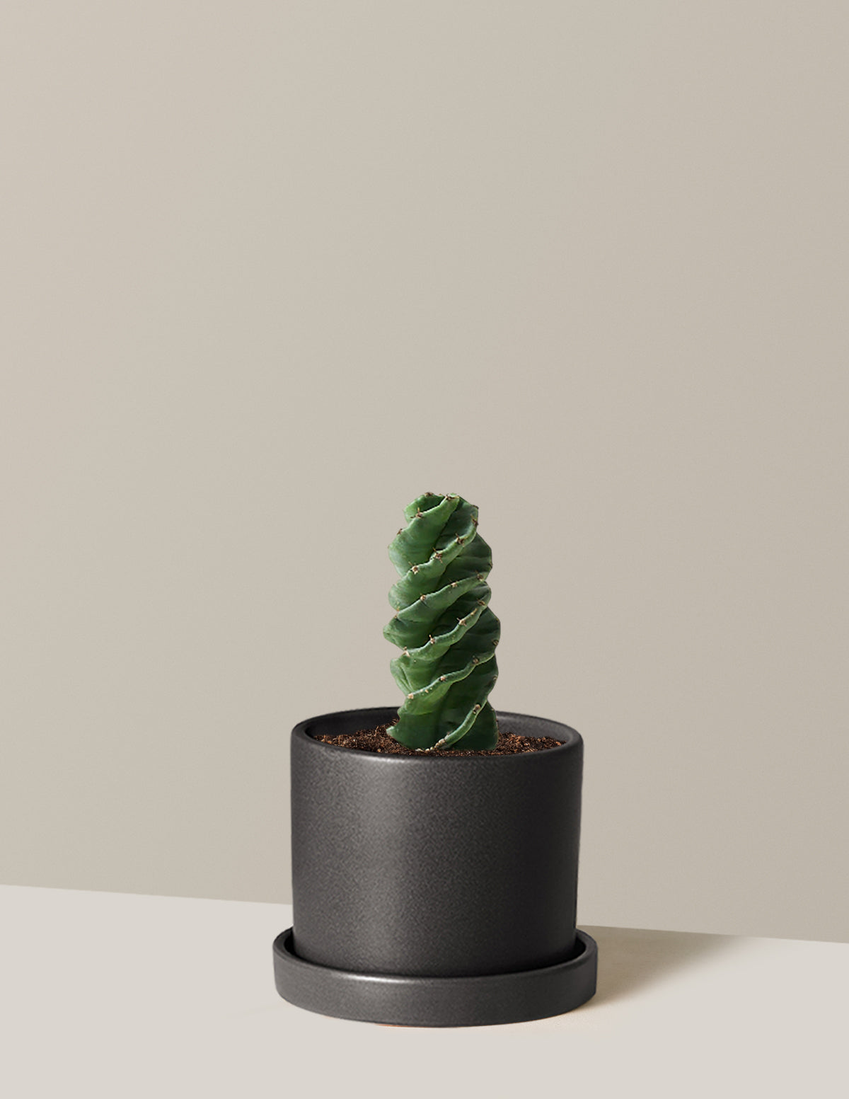 Spiral Cactus