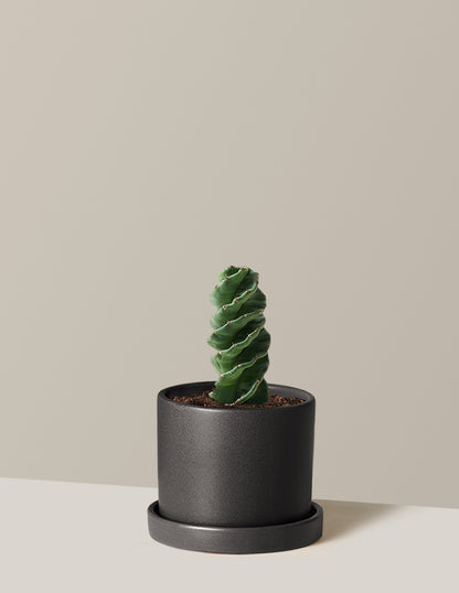 Spiral Cactus