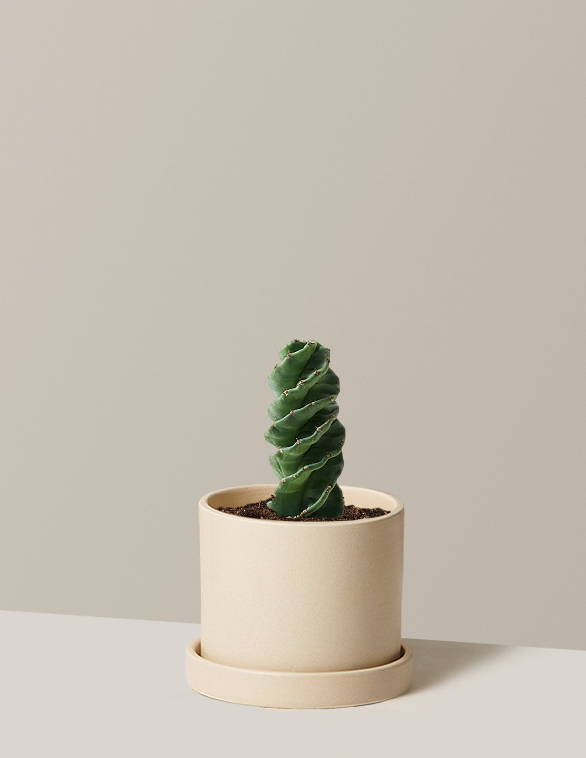 Spiral Cactus