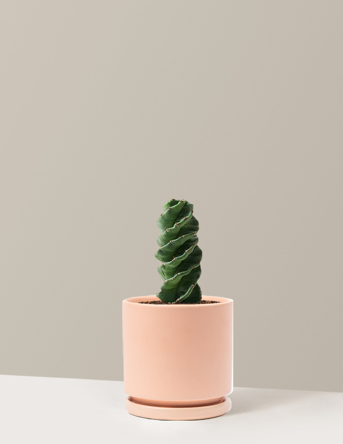 Spiral Cactus