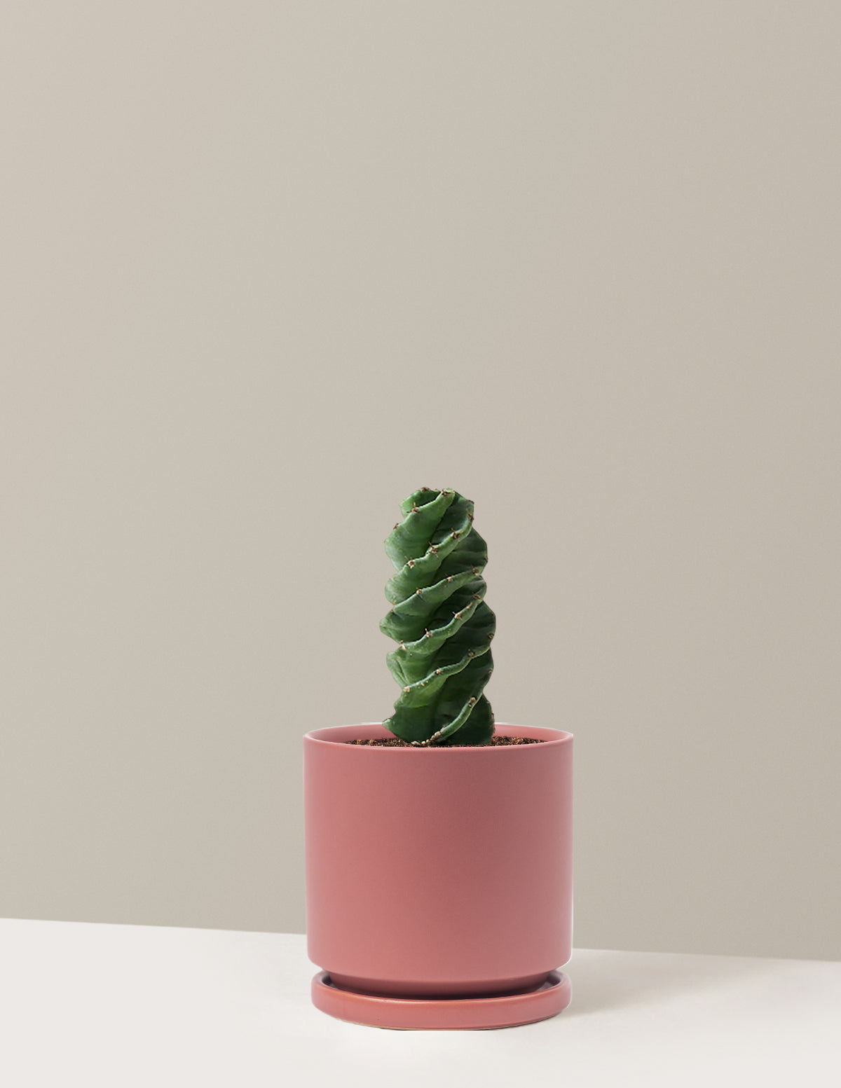 Spiral Cactus