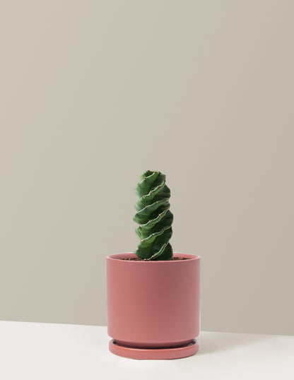 Spiral Cactus