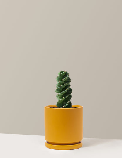 Spiral Cactus