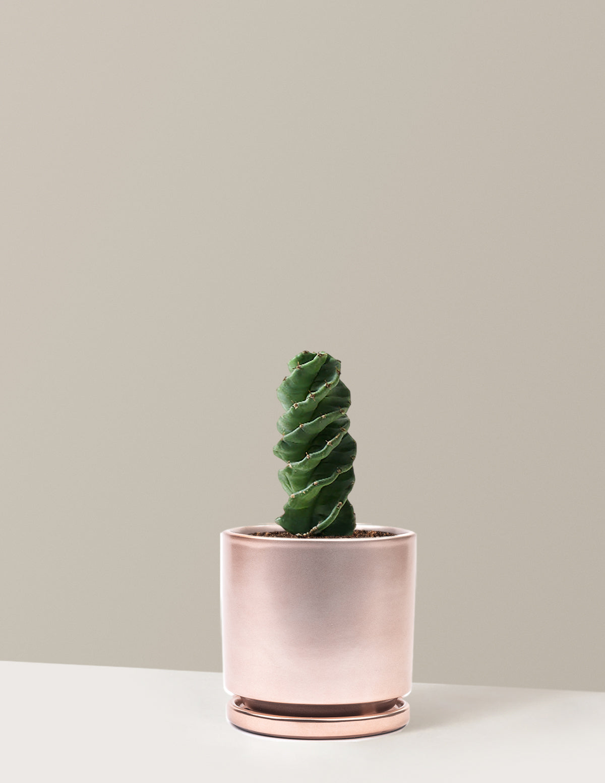 Spiral Cactus