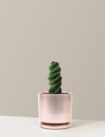 Spiral Cactus