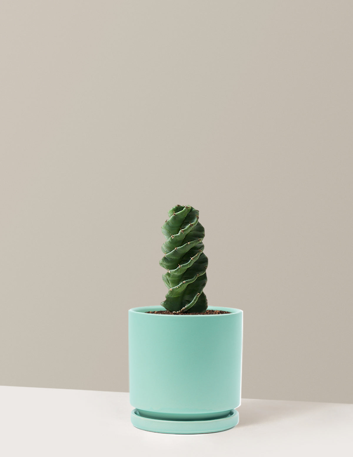 Spiral Cactus