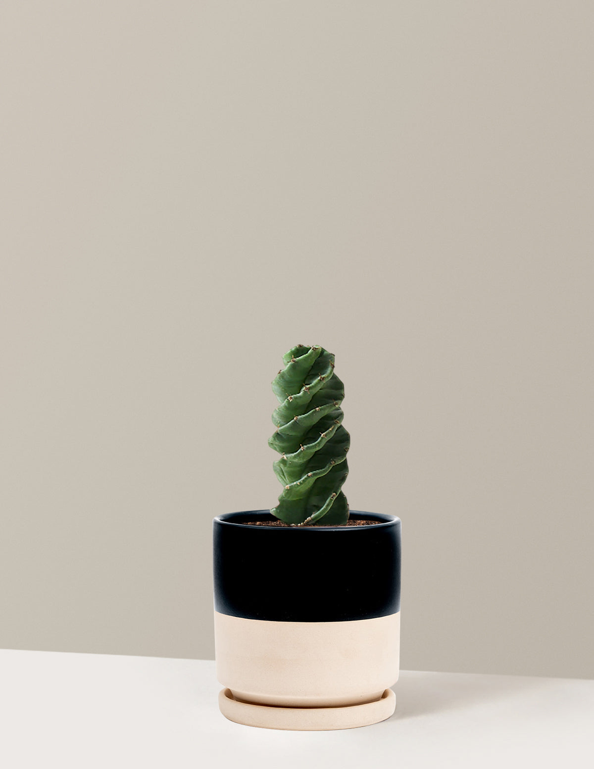 Spiral Cactus