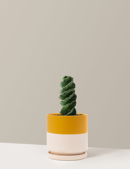 Spiral Cactus