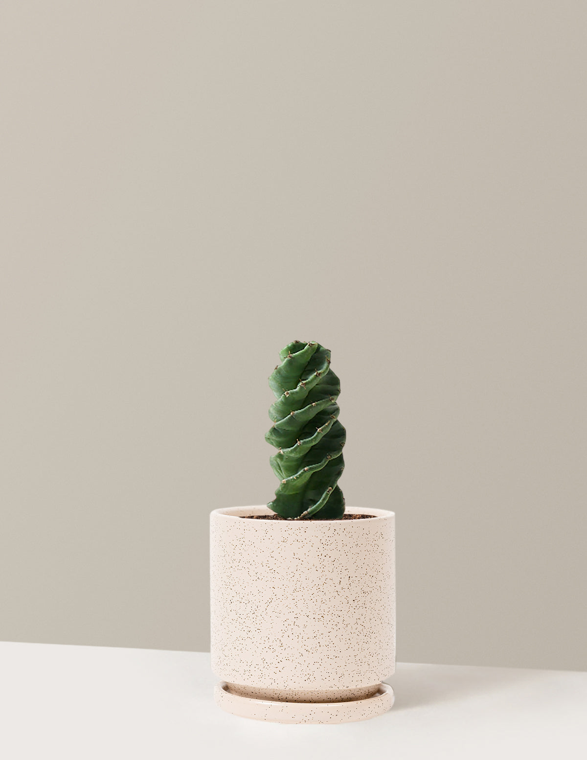 Spiral Cactus