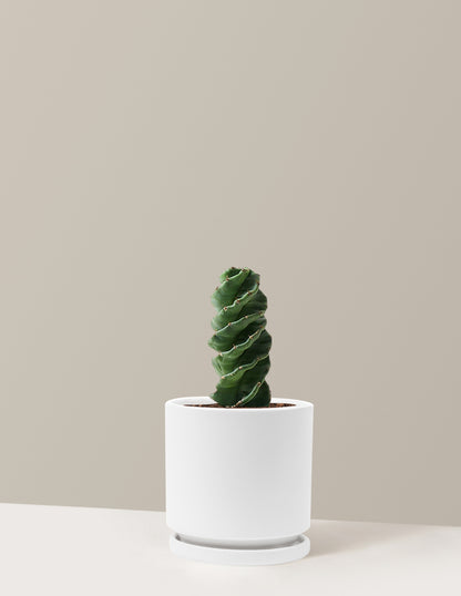 Spiral Cactus