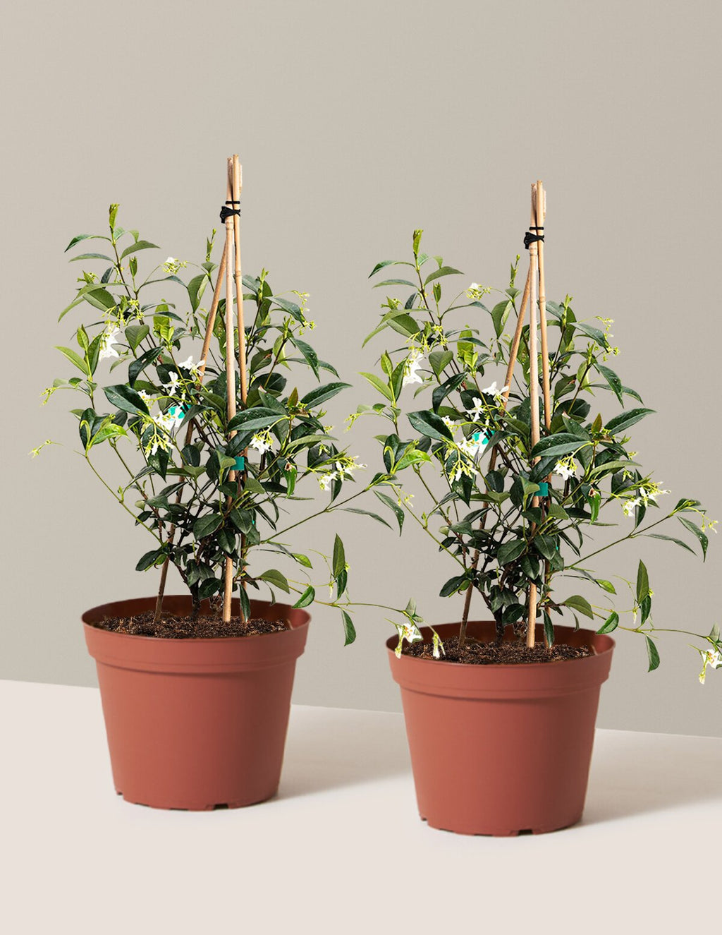 Star Jasmine
