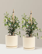 Star Jasmine