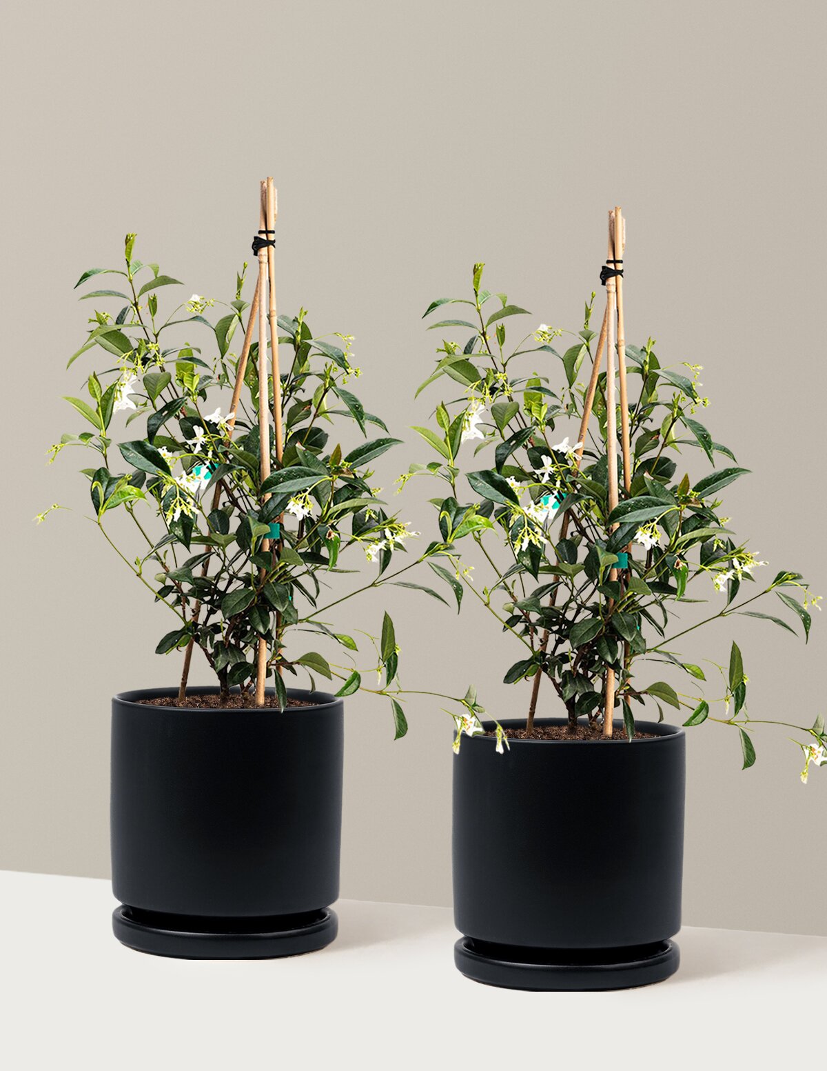Star Jasmine