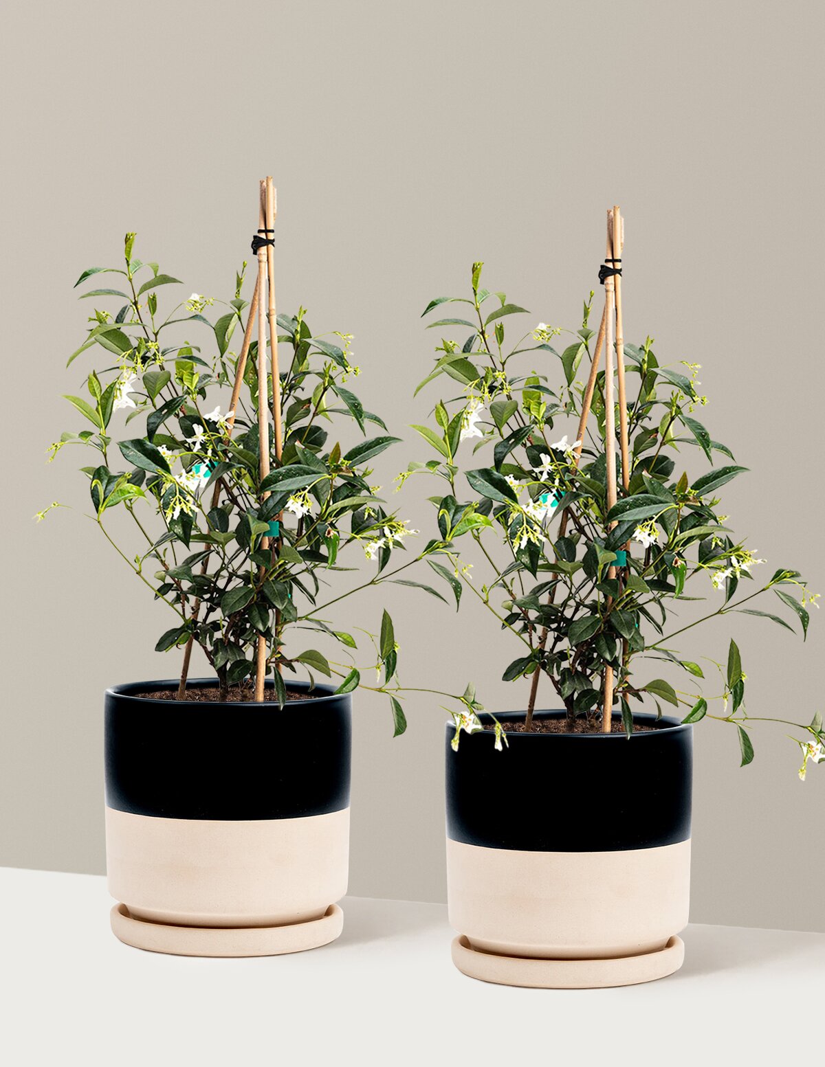 Star Jasmine