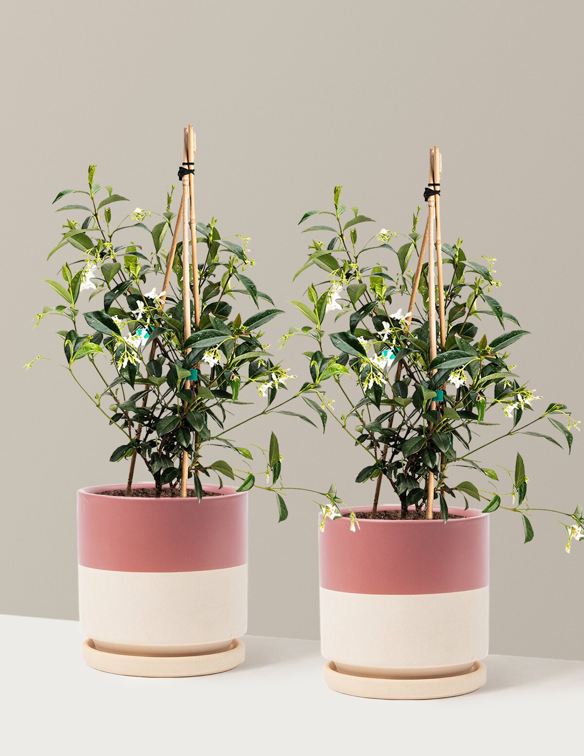 Star Jasmine