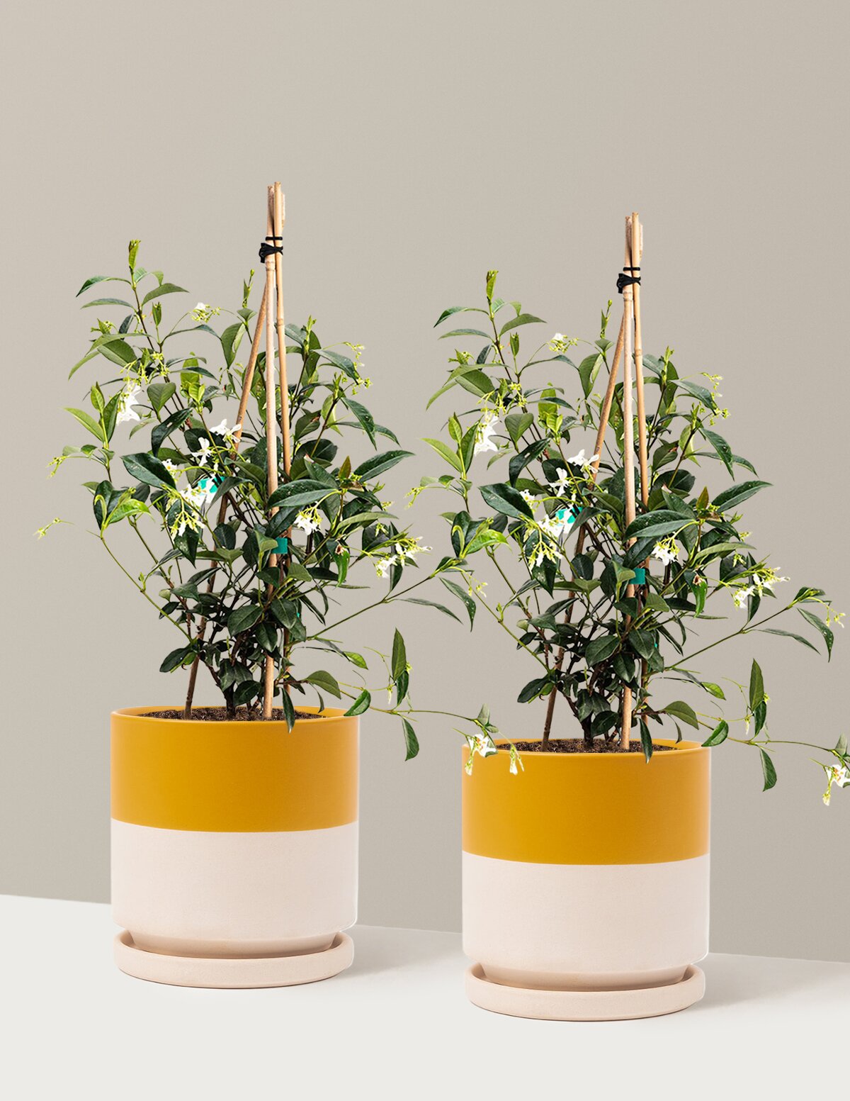 Star Jasmine