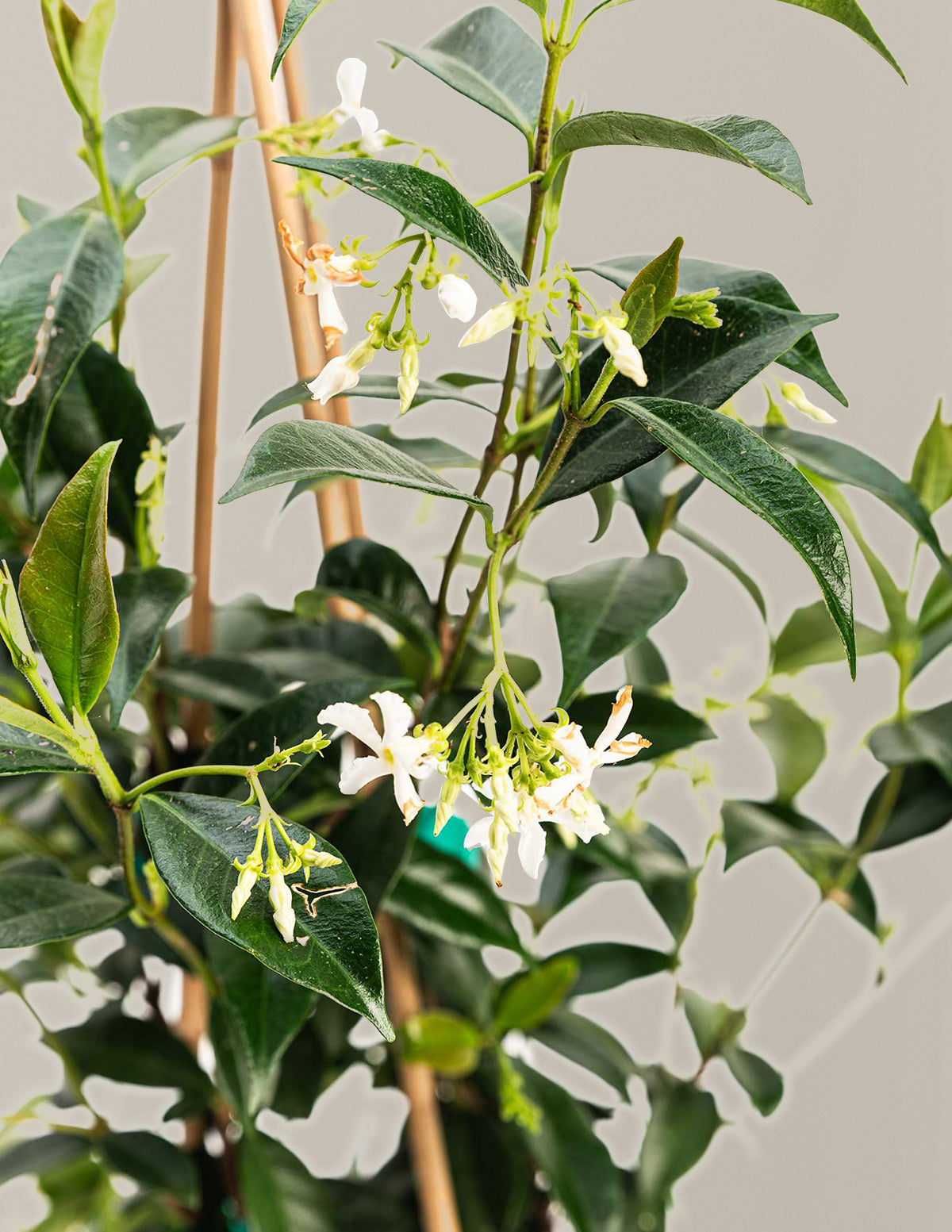 best jasmine plants for pots Star Jasmine