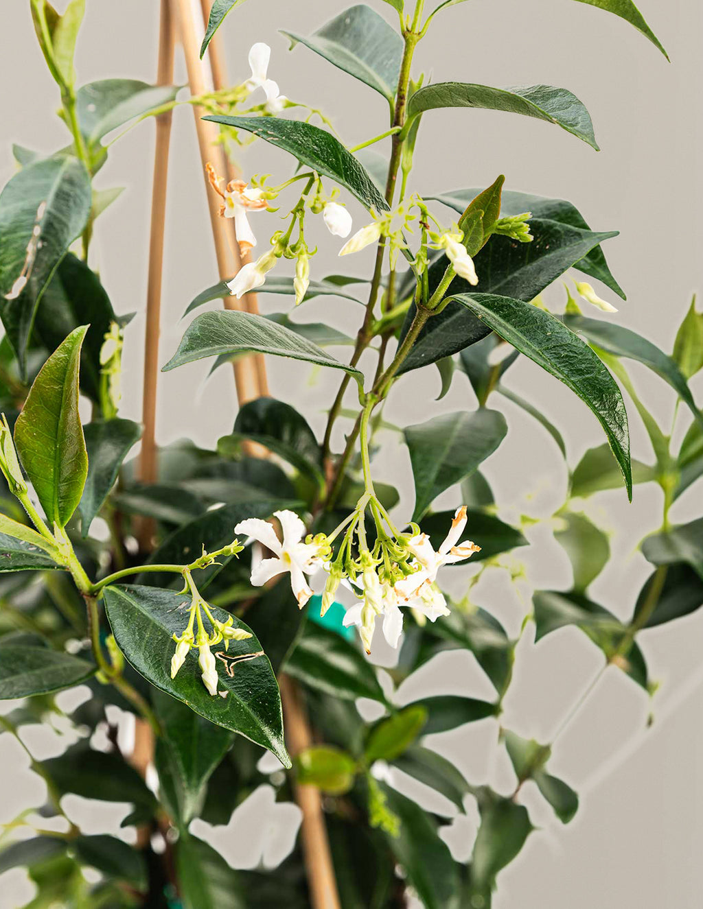 Star Jasmine