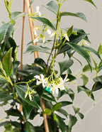 Star Jasmine