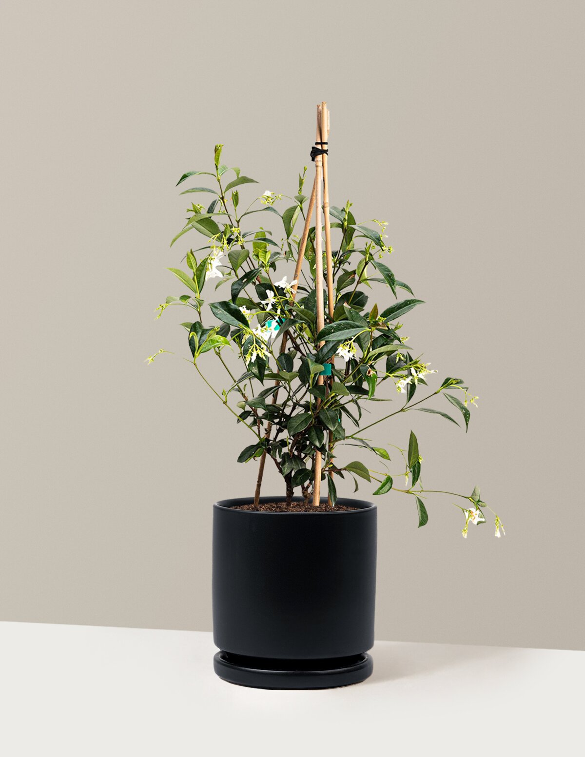 Star Jasmine