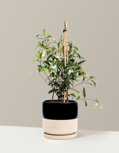 bundle | 1 Gallon - Single | Isabella | Top Half Black