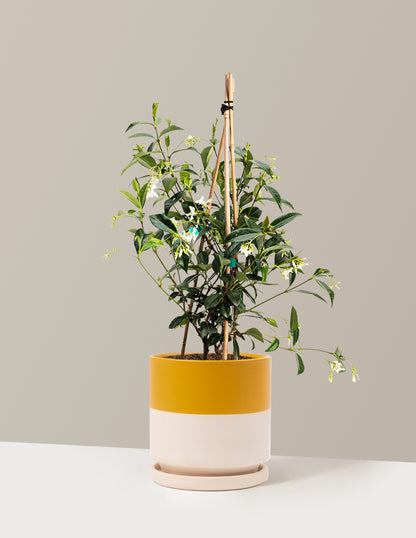 bundle | 1 Gallon - Single | Isabella | Top Half Mustard