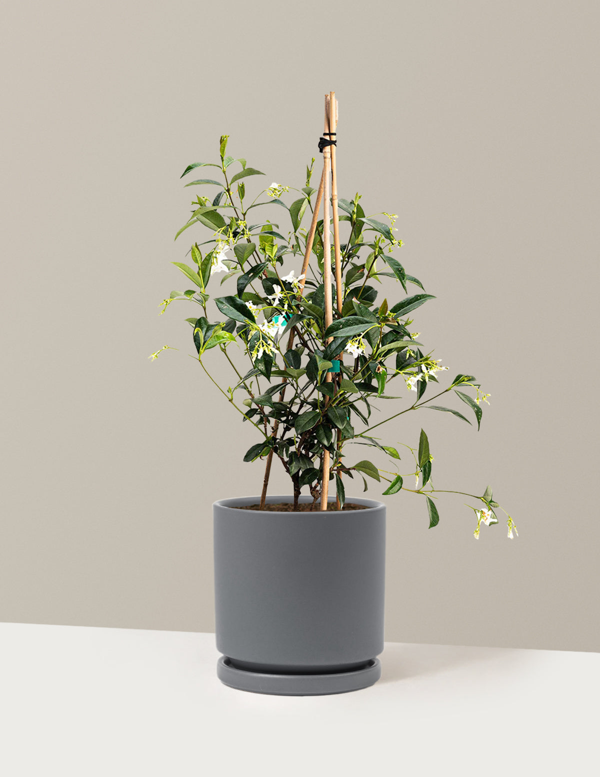 Star Jasmine