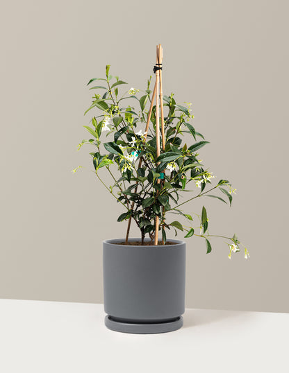 Star Jasmine