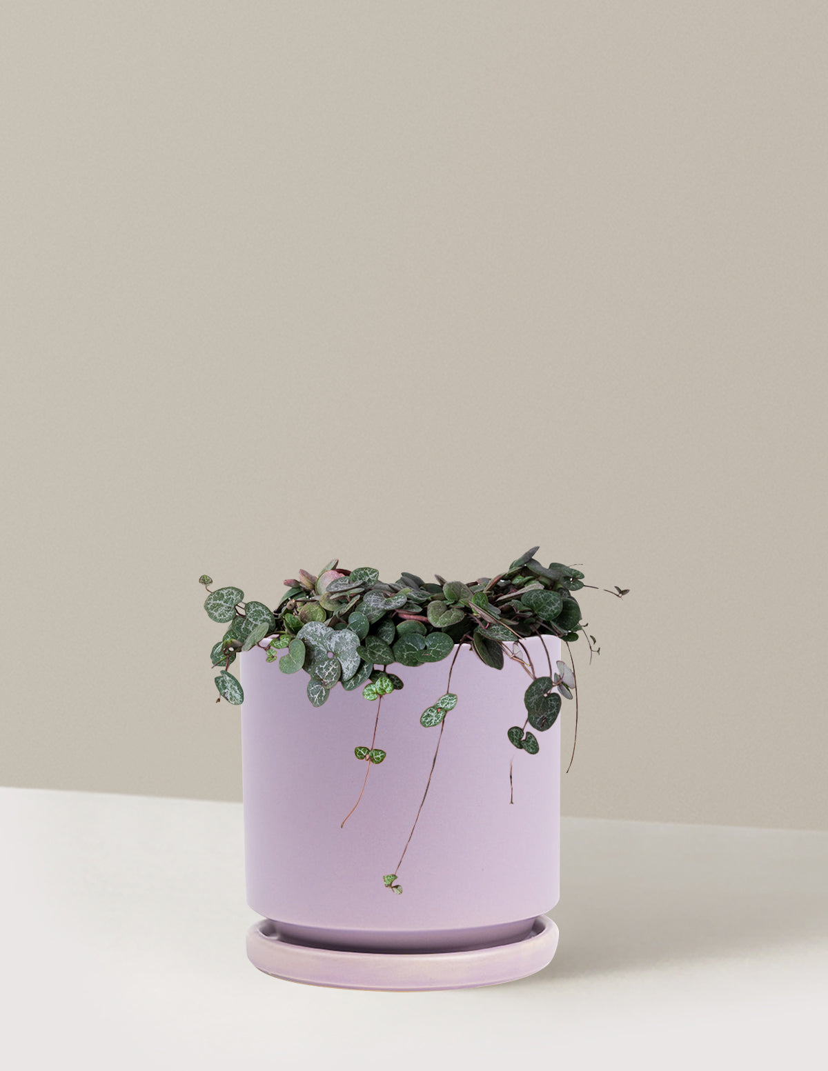 bundle | Medium | Isabella | Lavender